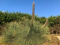 The original pine of Aleppo or Jerusalem PÃÂ«nus halepÃânsis. It looks like a huge spiny snail